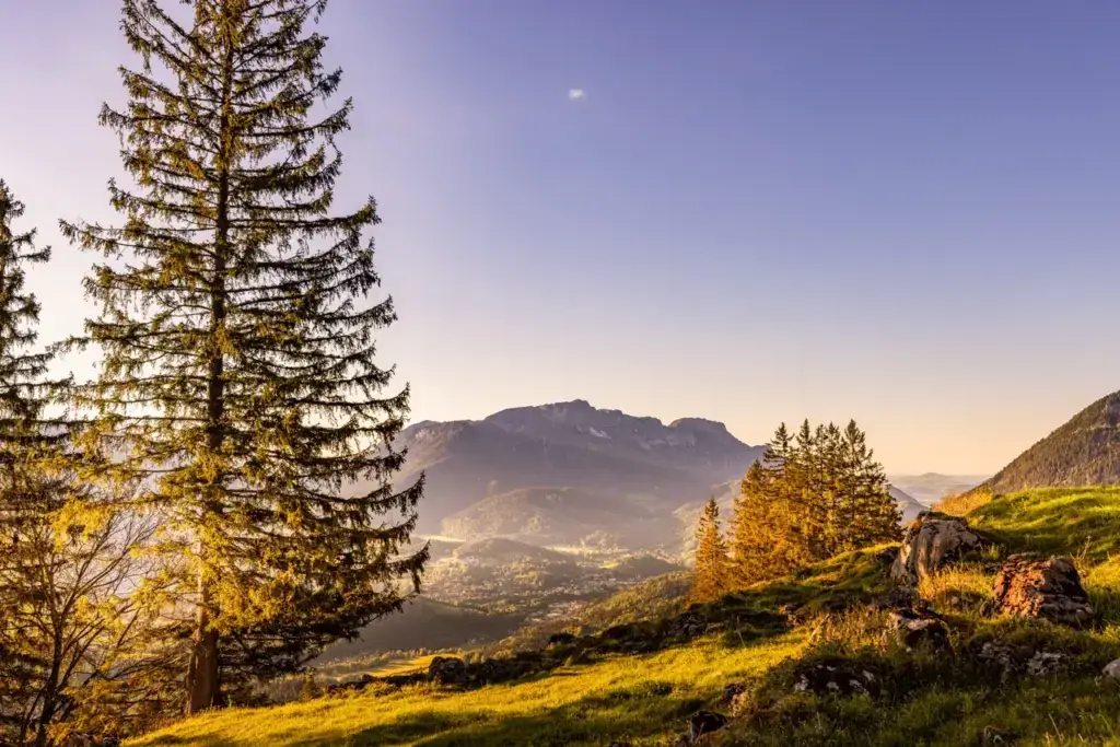 Abendstimmung mit Fichten über dem Berchtesgadener Tal