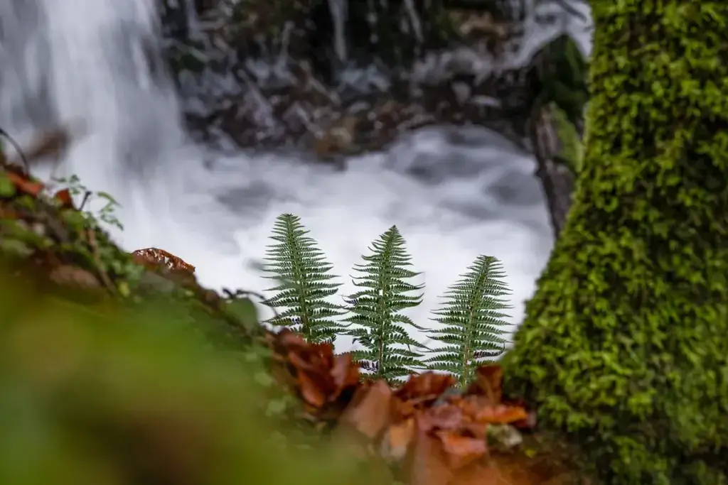Farnwedel vor einem rauschenden Wildbach