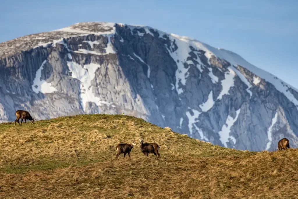 Gämsen auf einem Grat vor schneebedeckter Felswand im Nationalpark Berchtesgaden