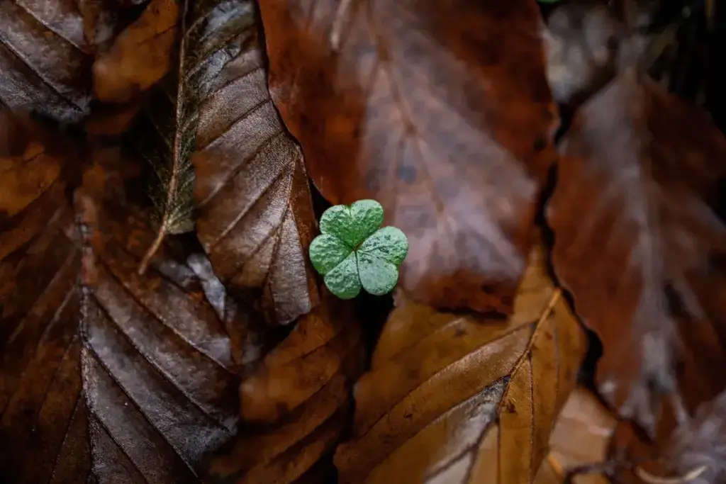 Kleeblatt zwischen nassem Herbstlaub – Naturdetail aus dem Berchtesgadener Land