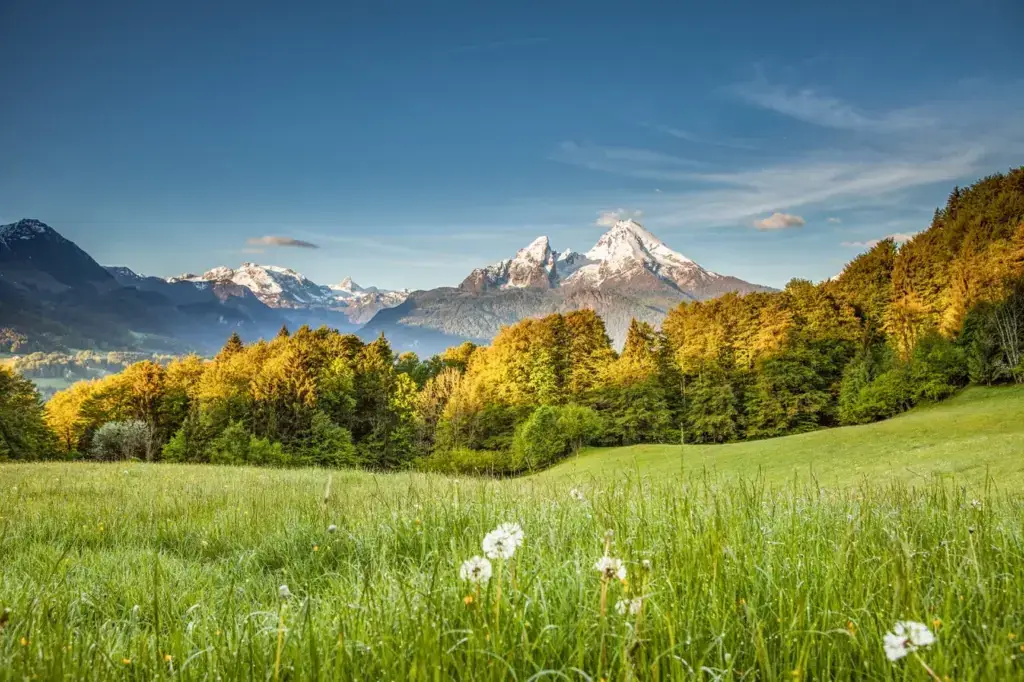 Blick über eine Frühlingswiese auf den Watzmann bei Berchtesgaden